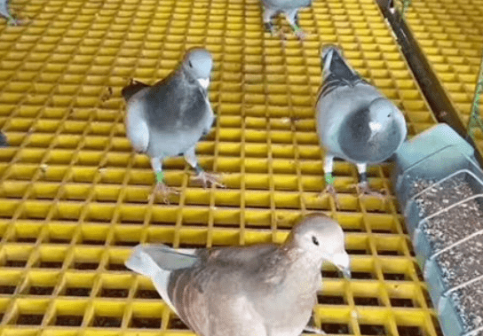 1657338812402007956.png 微信圖片_20220709114745_new.png