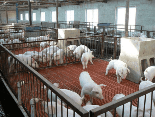 養(yǎng)殖廠平臺專用玻璃鋼格柵板廠家批發(fā)